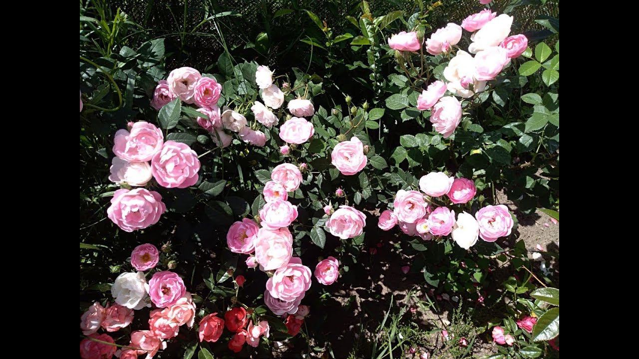 Роза Раубриттер, роза Raubritter, так ли красива в реальности? Роза Раубриттер отзыв