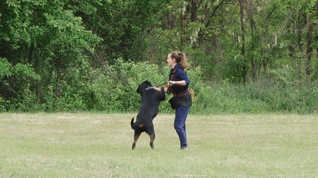 Правила дрессировки РОТВЕЙЛЕРА смотреть онлайн