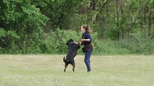 Правила дрессировки РОТВЕЙЛЕРА