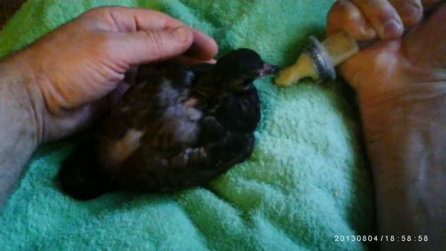 Голубь сегодня начал есть сам... смотреть онлайн