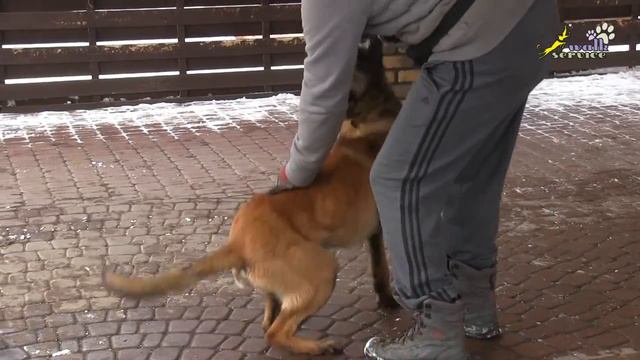 Дрессировка собак, команда Дай #9, работа с мячами на обмен, бытовая апортировка смотреть онлайн