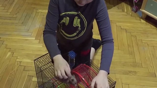 Мой Милый Хомячок #1 смотреть онлайн