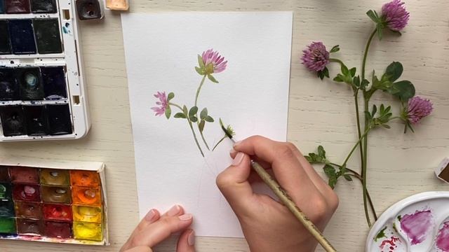 Ботаническая иллюстрация. Пишем клевер акварелью