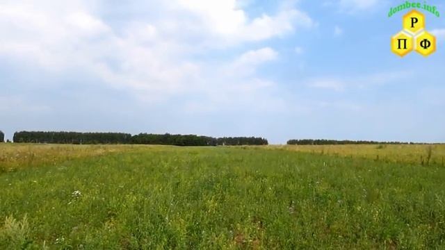 Фацелия поздний посев медоноса смотреть онлайн