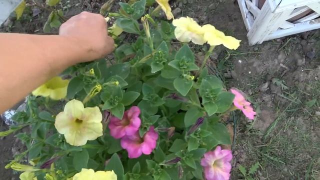 6 соток 7 июня 2022 года. Хроника. Work in the garden смотреть онлайн