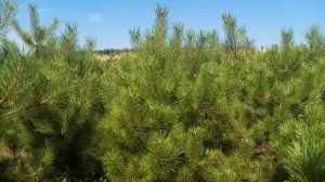 Сосна черная австрийская | Plante.md