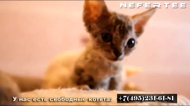 Девон-рекс, Купить девон-рекса. Питомник кошек девон рекс / Devon Rex Cattery, Devon Rex Buy смотреть онлайн