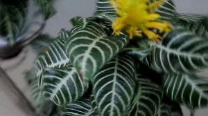 Афеландра. Уход в домашних условиях