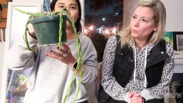 California Collective Plant Haul | Dec 2019 | ILOVEJEWELYN смотреть онлайн