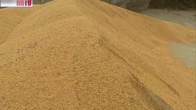 Станет ли кукуруза царицей нижегородских полей? смотреть онлайн