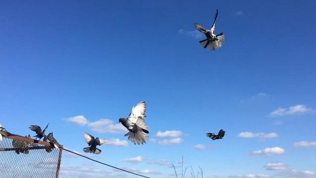 Заехали в гости к Сергею Анатольевичу. Смотрим николаевских голубей. Немного подкидушек голубей. смотреть онлайн