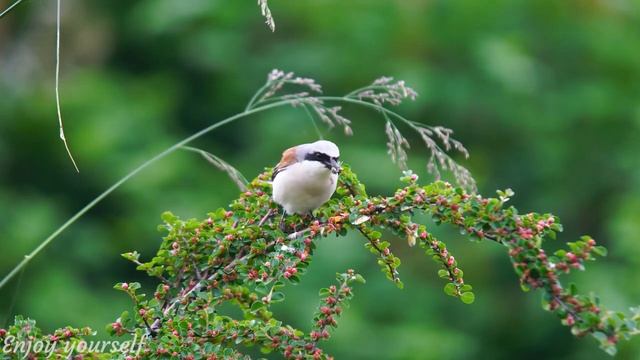 Music Heals the Heart and Blood • Gentle Music, Instant Relief from Stress and Anxiety #15 смотреть онлайн