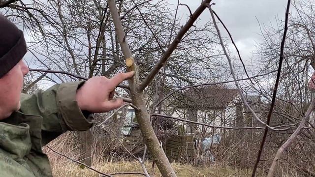 Формирование кроны плодового дерева. Часть вторая. смотреть онлайн