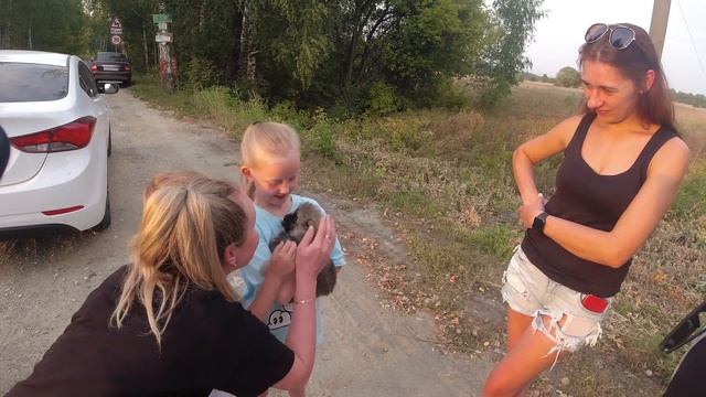 Померанский шпиц, радость для любимых деток. Реакция шпица на шотландку Шейлу. смотреть онлайн