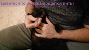 Как дать коту лекарство   How to give your cat medicine