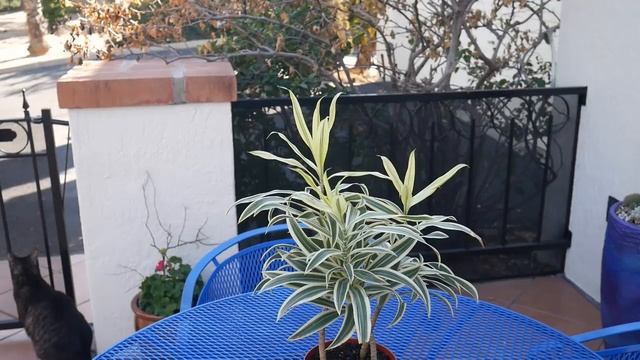 DRACAENA SONG OF INDIA CARE & GROWING TIPS/ JoyUsGarden смотреть онлайн