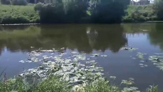 Рыбалка на ПАХРЕ. Какая рыба клюет после масштабного отравления. смотреть онлайн