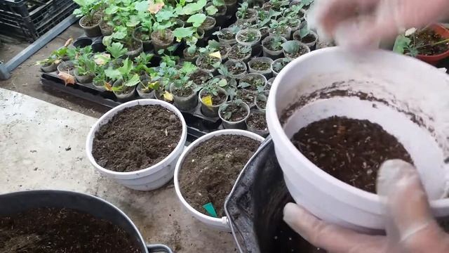 Бегония клубневая ампельная. Хранение в зимний период. смотреть онлайн