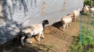 Честный отзыв о содержании овец породы Дорпер