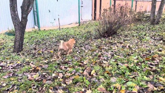 Дочка Тами смотреть онлайн