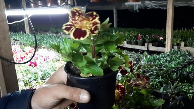 ЦВЕТЫ ЦВЕТУЩИЕ ВСЕ ЛЕТО ДО ЗИМЫ??ЛУЧШИЕ СОРТА ЦВЕТОВ смотреть онлайн