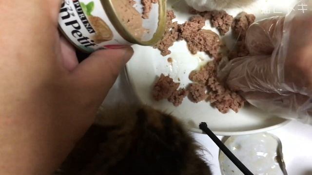 成猫/子猫の餌 ウェットフードの種類と説明解説 キャットフードのペット初心者知識・飼い方/飼う準備 смотреть онлайн