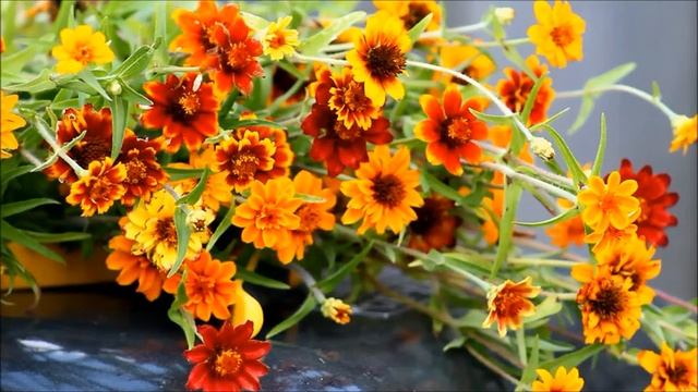 In The Garden: 'Persian Carpet' Zinnias - Ornamental Cut Flower Gardening