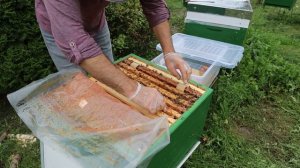 Лечим #пчёл своими полосками со щавелевой кислотой