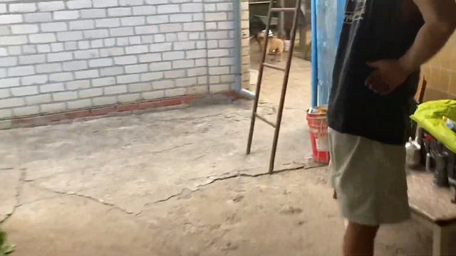 Французский бульдог - неугомонный пёс 🐶 смотреть онлайн