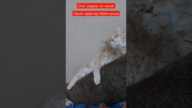 Спит рядом, такой характер Мейн-кунов. смотреть онлайн