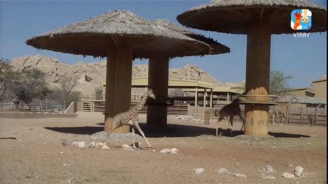 Детеныш носорога играет в догонялки с жирафами! смотреть онлайн