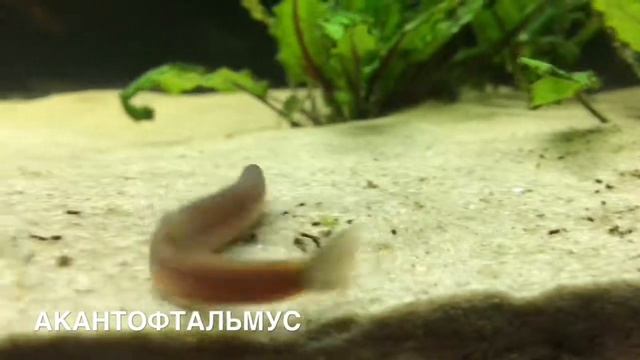Мой Аквариум Aquael 105 L