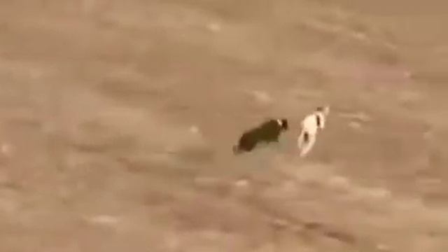 Кролик бежит хорошы пробек смотреть онлайн