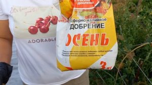 Посадка клубники на спанбонд. Очень важные моменты.