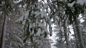 ЗАСАДИЛ ТЕЩЕ... ИСТОРИЯ ИЗ ЖИЗНИ. Теща и зять. История с тещей и зятем. Рассказ. Интересные истории