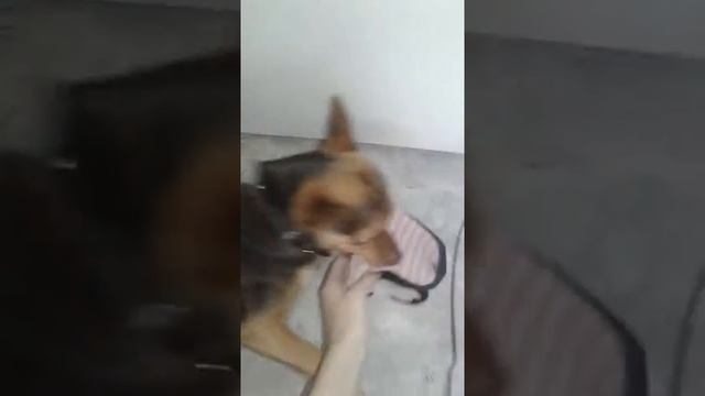 Боня пытается украсть тапок смотреть онлайн
