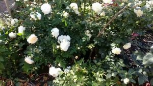 Розы. Второе цветение роз Эшли, Мария Антуанетта, Космос.