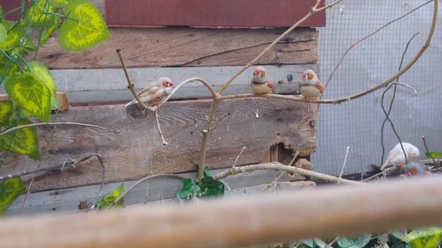 My Aviaries The Grand Tour - Budgies, Finches Doves and Canary Aviary Setup смотреть онлайн