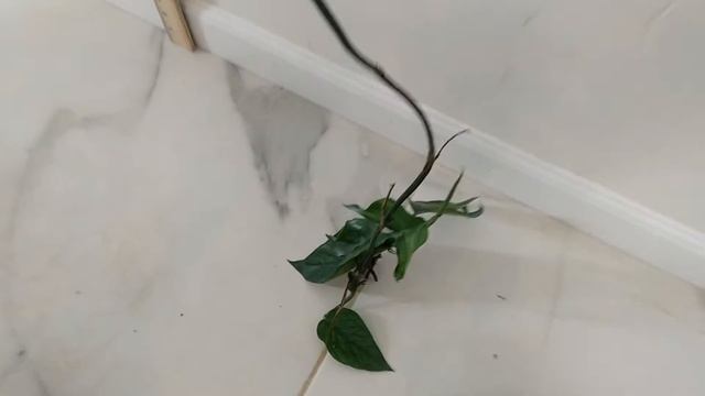 Epipremnum Pinnatum (Green) Vs. Cebu Blue Vs. Baltic Blue - Pothos Hoard For Sale Etsy RedneckShrek