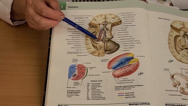 Конечный мозг. ? #Анатомия. смотреть онлайн