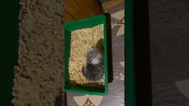 Котёнок сам сходил в лоток. Вислоухий шотландец. Скоттиш фолд. Scottish Fold.