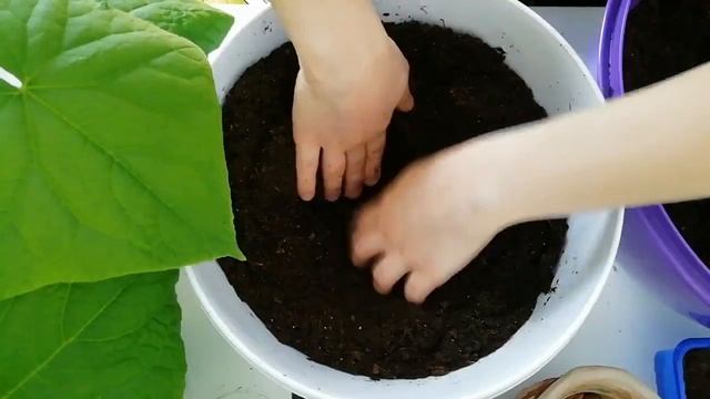 ОГУРЦЫ НА ПОДОКОННИКЕ. Пересадка рассады огурцов. Часть 1. смотреть онлайн