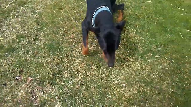 degenerative myelopathy in dogs Doberman Pincher male dm смотреть онлайн
