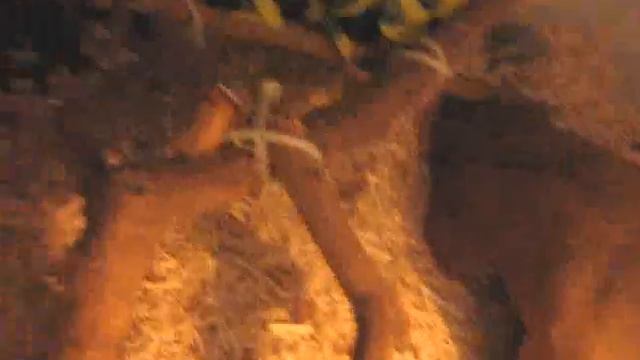 Nagini(Ball Python)'s New Setup! смотреть онлайн