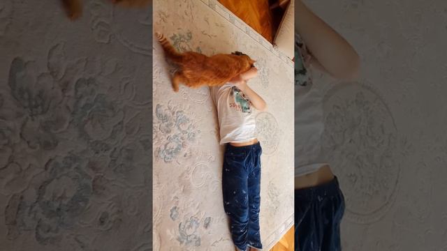 Уличный кот Каштанчик приходит домой и ласкается как домашний смотреть онлайн