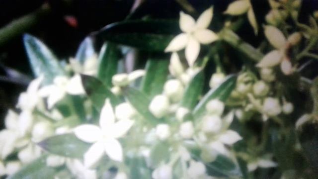 Марена красильная: применение  и противопоказания.