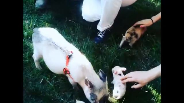 МИНИ-ХРЮШИ НА ПРАЗДНИК И НА ПРОДАЖУ| 8(916)702-11-08 смотреть онлайн