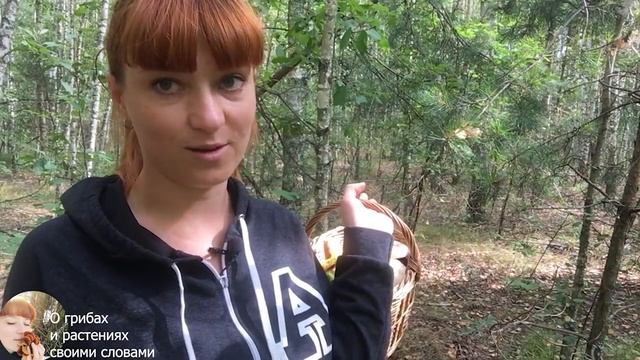 УЖЕ НАЧАЛОСЬ: Сыроежка желтая, Гриб-зонтик, Моховик зеленый, Ежевика и Подосиновик 2020. Ч2 смотреть онлайн