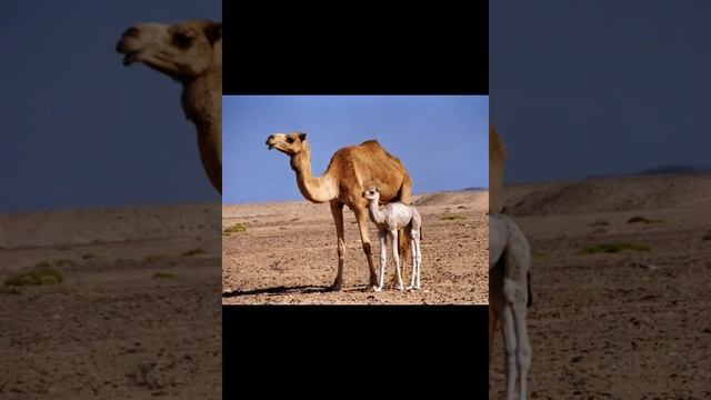 Эзотерическая справка