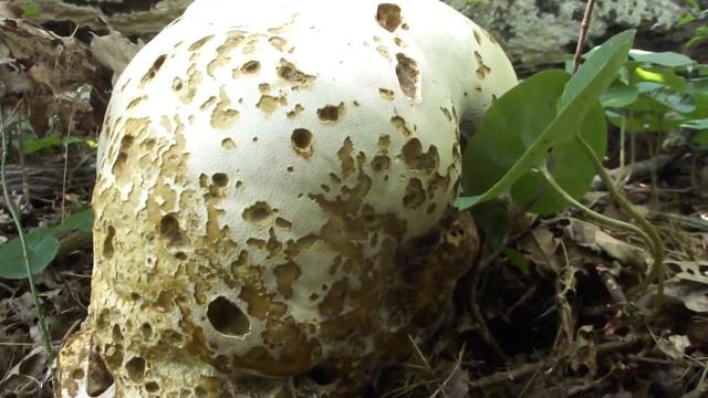 Дождевик Головач смотреть онлайн